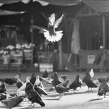 Vũ điệu của nắng, tác giả Lê Bá Tài, là một trong những bức ảnh đạt giải của tháng tại cuộc thi Noirfotocontest năm 2025.