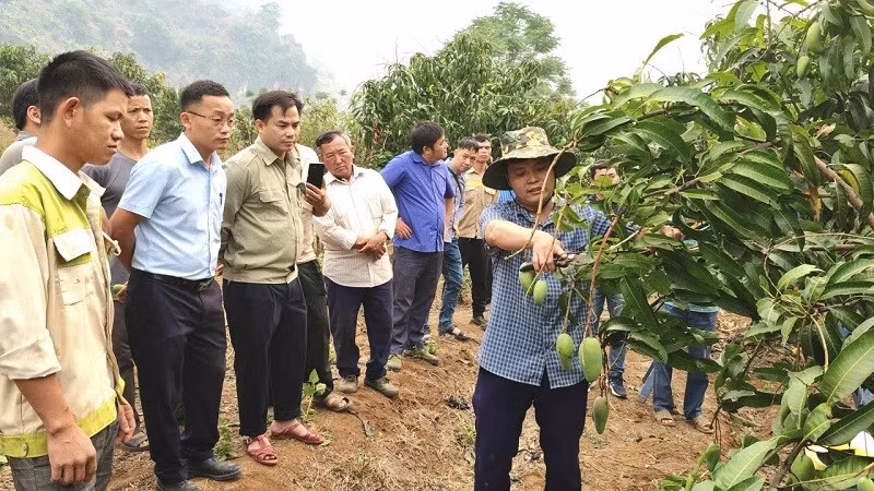 Cán bộ Trung tâm Dịch vụ tổng hợp xã Pú Nhung (tỉnh Điện Biên) hướng dẫn nông dân kỹ thuật tỉa quả, chăm sóc cây ăn quả theo quy trình nông nghiệp sạch.