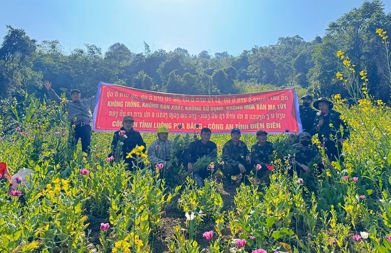 Các lực lượng phối hợp phá nhổ cây thuốc phiện do người dân lén lút gieo trồng trên khu vực giáp biên giới. (Ảnh: THU TRANG)