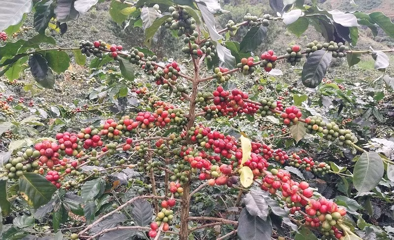 Đây là một trong số hơn 40 nghìn cây cà-phê chè ở xã Quài Tở vừa được công nhận cây đầu dòng giống cà-phê chè Catimor.