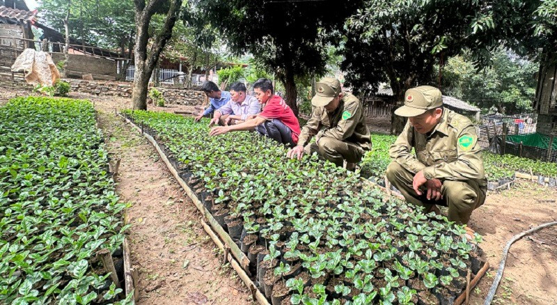 Lần đầu thực hiện nhưng người dân bản Pha Nàng, xã Quài Tở, huyện Tuần Giáo đã ươm thành công hàng trăm nghìn cây giống cà-phê đủ để trồng cho 30ha trong mùa trồng mới. (Ảnh: BÍCH HẠNH) img-5167.jpg