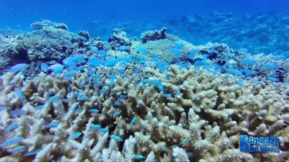Hình ảnh rạn san hô trong phóng sự Thì thầm rạn san hô của CGTN. pkg-coral-reefs-whisper-ep02-why-are-coral-reefs-losing-their-colors.jpg