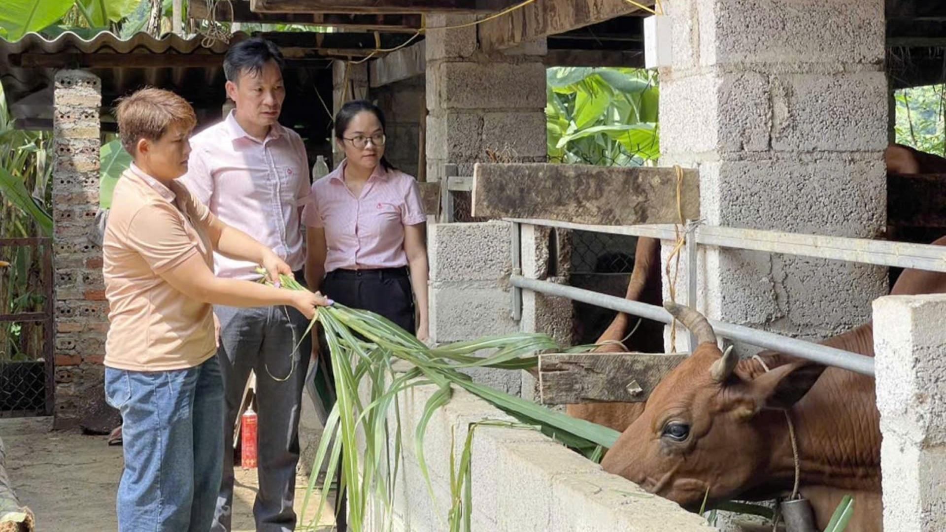 Cán bộ tín dụng chính sách miền núi Cao Bằng luôn bám sát cơ sở, trực tiếp hướng dẫn bà con sử dụng vốn vay hiệu quả. can-bo-tin-dung-chinh-sach-mien-nui-cao-bang-luon-bam-sat-co-so-truc-tiep-ban-bac-huong-dan-dong-bao-dan-toc-su-dung-von-vay-hieu-qua-trong-trong-trot-chan-nuoi.jpg