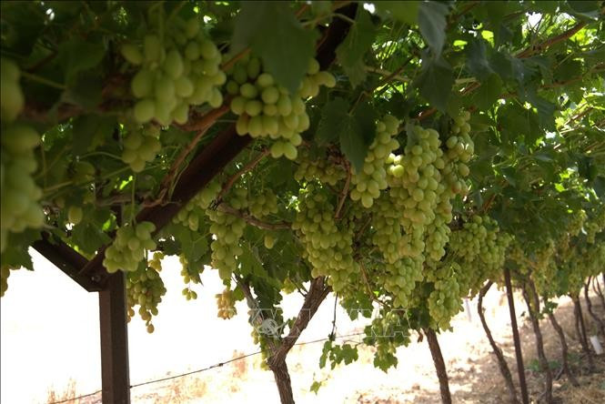 Cùng với vải thiều, trang trại Bananot Hahof còn trồng một trong những loại nho ngon nhất thế giới, năng suất đạt tới 30 tấn/ha. Cùng với vải thiều, trang trại Bananot Hahof còn trồng một trong những loại nho ngon nhất thế giới, năng suất đạt tới 30 tấn/ha.