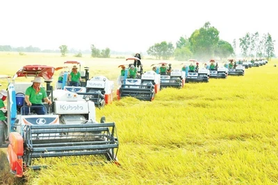 Việt Nam hiện đã trở thành nước xuất khẩu gạo thứ 2 thế giới. (Ảnh: CÔNG HÂN)