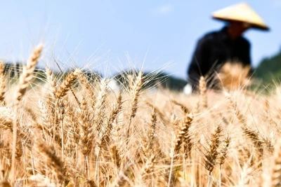 Ảnh minh họa: Tân Hoa xã 