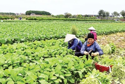 Thu hoạch rau tại Hợp tác xã Rau an toàn Văn Đức, xã Bát Tràng, thành phố Hà Nội. (Ảnh TTXVN)