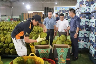 Cơ sở thu mua đóng gói sầu riêng xuất khẩu trên địa bàn huyện Krông Pắc, tỉnh Đắk Lắk. (Ảnh CÔNG LÝ)