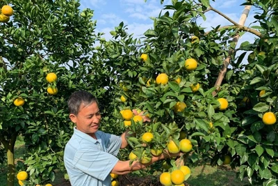 Nông dân Tống Trân, tỉnh Hưng Yên chuyển đổi sang trồng cam cho thu nhập hơn 350 triệu đồng/ha/năm.