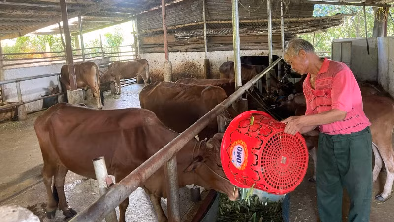 Mô hình nuôi bò tập trung giúp gia đình ông Phạm Văn Tuấn ở bản Nà Tăm 1 vươn lên làm giàu.
