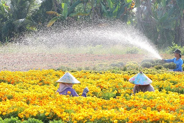 Nông dân Sa Đéc chăm sóc hoa kiểng.