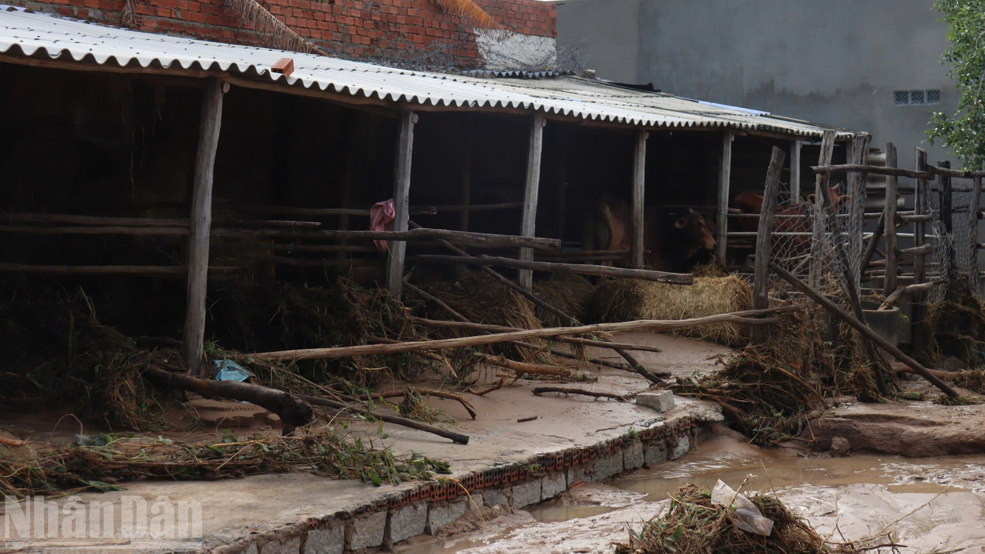 Os currais dos animais da população local foram danificados. ndo_bl_b427629857d2db8c82c3-6958.jpg