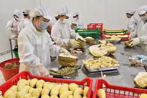 Sầu riêng đã vươn lên trở thành mặt hàng rau quả xuất khẩu chủ lực, với kim ngạch hàng tỷ USD mỗi năm. (Ảnh: Ban Tổ chức cung cấp)