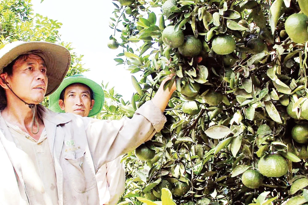 Mô hình sinh kế giúp nhiều hộ dân tăng thu nhập, cải thiện đời sống.