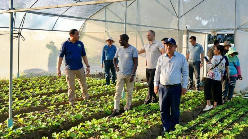 Đoàn công tác đánh giá dự án trồng rau sạch của một nông hộ ở Campuchia. (Ảnh: Fresh News) 