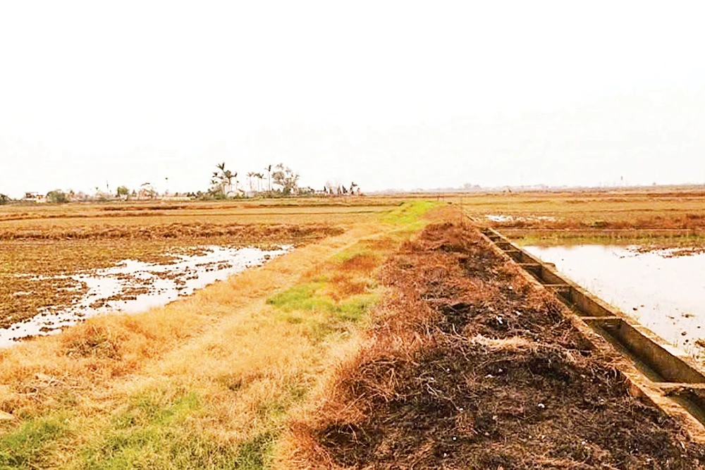 Phun thuốc diệt cỏ hóa học làm cỏ bờ ruộng, bờ mương cháy xém hàng loạt (Ảnh: Nguyễn Phê)