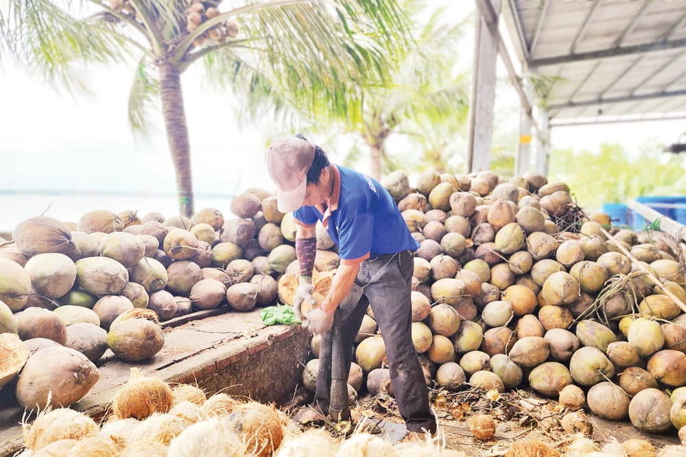 Ngành dừa Việt Nam đã phát triển được gần 90 dòng sản phẩm. 