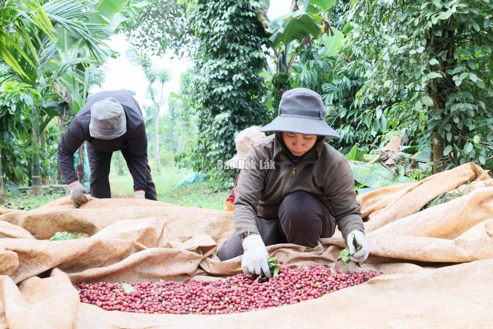 Người dân trên địa bàn phường Ea Kao thu hoạch cà phê.