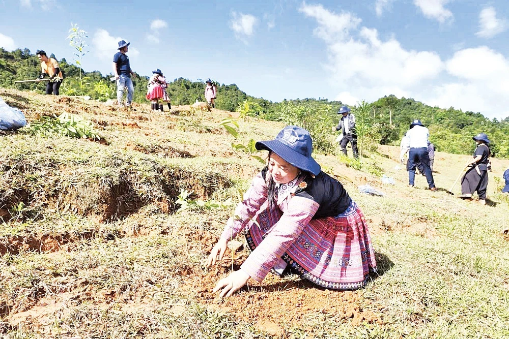 Đồng bào dân tộc ở Sơn La trồng cây phủ xanh đất trống, đồi trọc. 