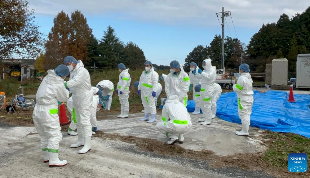 Tiêu hủy gia cầm nhiễm bệnh. (Ảnh minh họa: Tân Hoa xã)