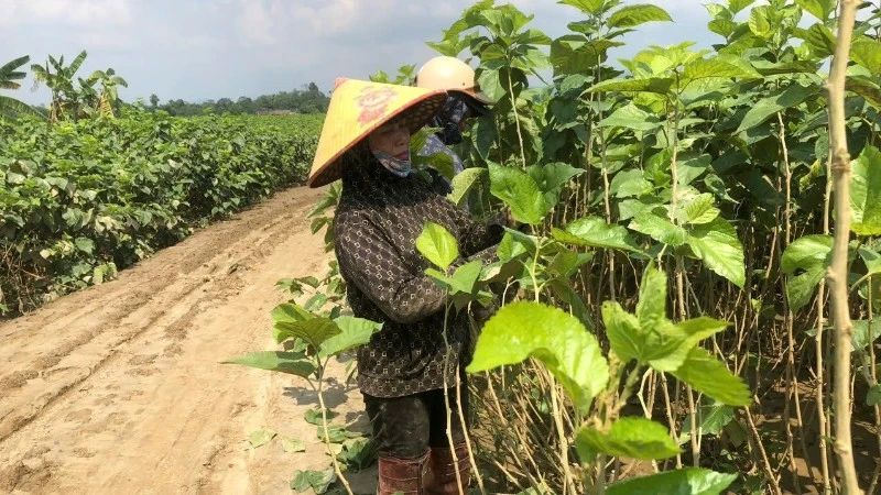 Tập trung khôi phục sản xuất nông nghiệp