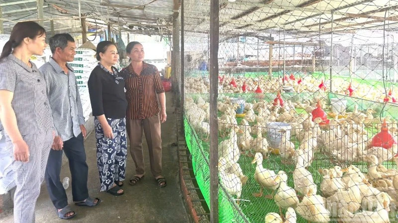 Quảng Ngãi yêu cầu tăng cường triển khai các biện pháp phòng, chống dịch bệnh cúm gia cầm