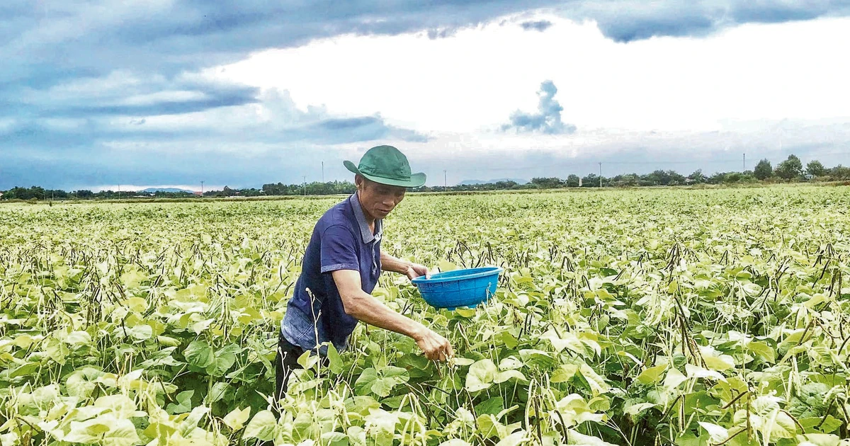 Hiệu quả từ chương trình, dự án khuyến nông