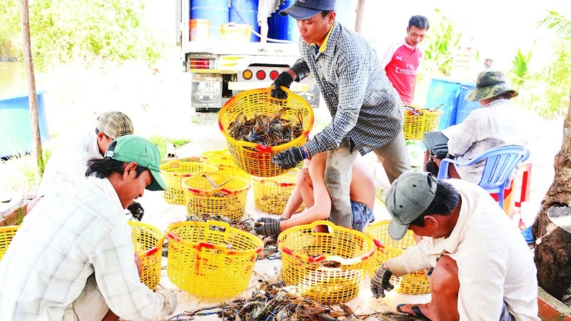 Xứ sở tôm càng xanh chuyển mình