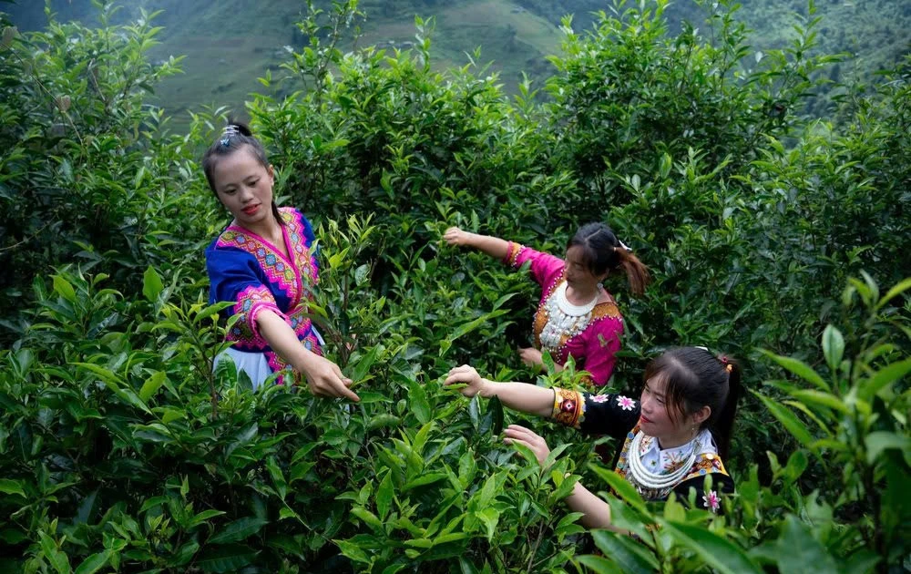 Giữ rừng shan tuyết cổ thụ