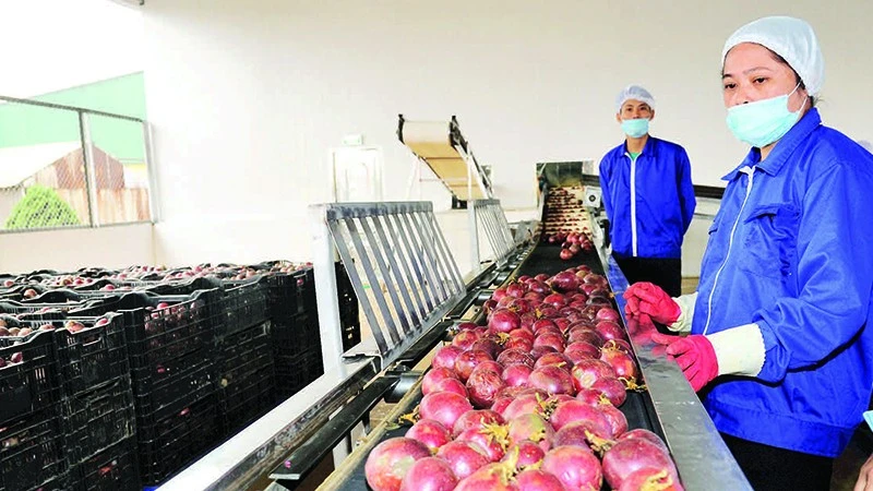 Pre-processing passion fruit for export at Dong Giao Export Food Joint Stock Company. (Photo: DUC AN)