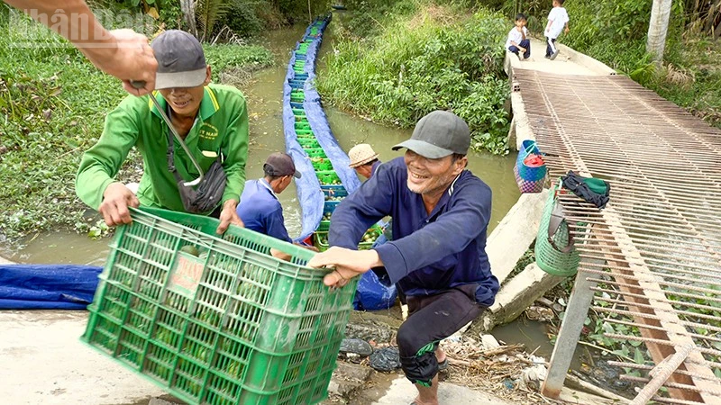 Nông dân trồng cam sành ở Vĩnh Long phấn khởi vì giá lên từng ngày