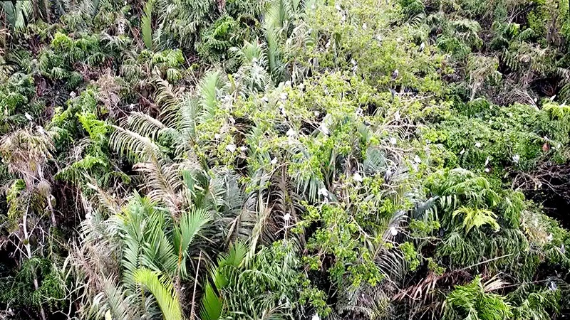 Vĩnh Long chung tay bảo vệ vườn chim vạc quý hiếm