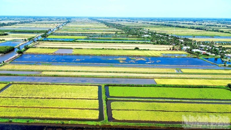 Định vị “hạt ngọc” lúa-tôm, bước chuyển chiến lược của nông nghiệp Cà Mau