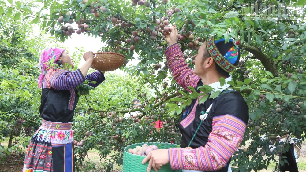 Sôi nổi ngày hội mận xã Lóng Phiêng