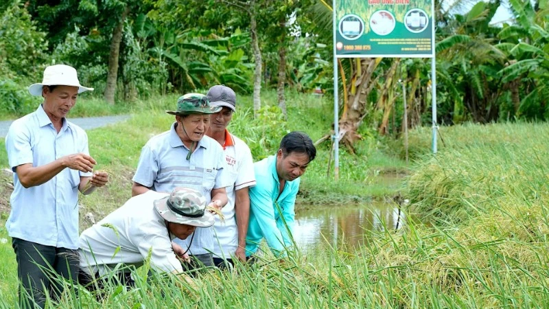 Participating in the Project on one million hectares of high-quality rice has helped farmers in the western region make a strong transformation in their production mindset. (Photo: NGUYEN HUU TUNG)