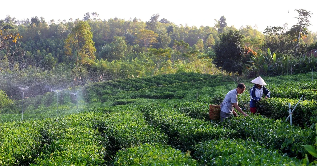 Doanh nghiệp tiên phong nắm lợi thế
