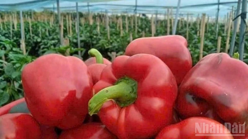 Raising awareness on preventing food loss and waste is essential. (Photo: HNV)