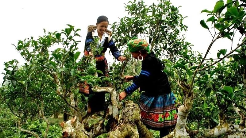 Phát triển bền vững chè shan tuyết, tạo dựng sinh kế cho bà con dân tộc thiểu số