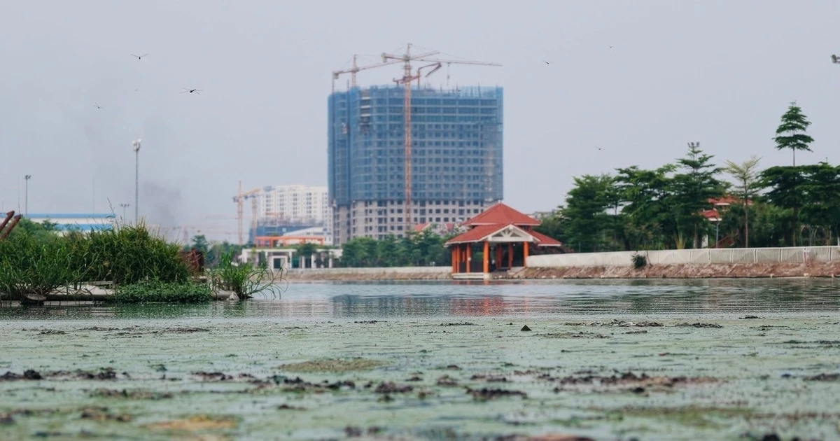 [Video] Hồ điều hòa Công viên Ngọc Thụy ô nhiễm, bốc mùi hôi