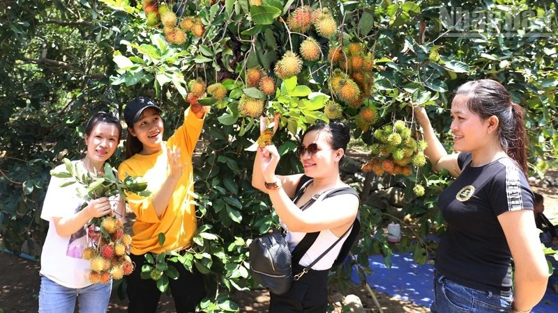 Lâm Sơn mùa quả ngọt