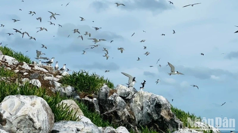 Hon Trung in Con Dao National Park - peaceful haven of seabirds