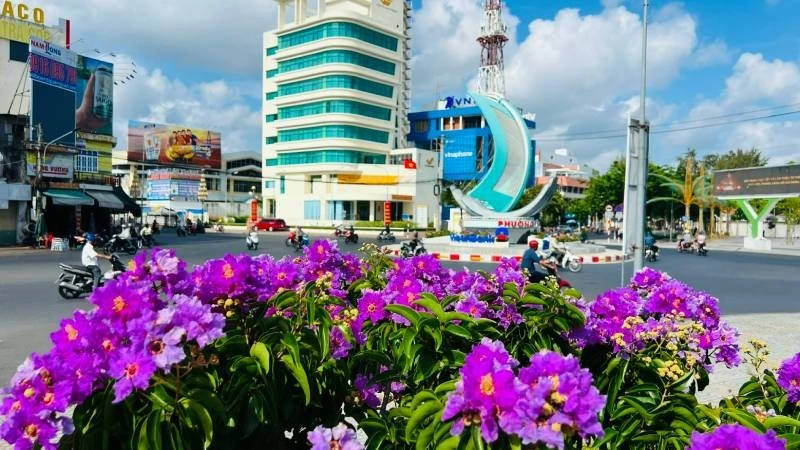 Rực rỡ mùa hoa bằng lăng tím ở Vĩnh Long