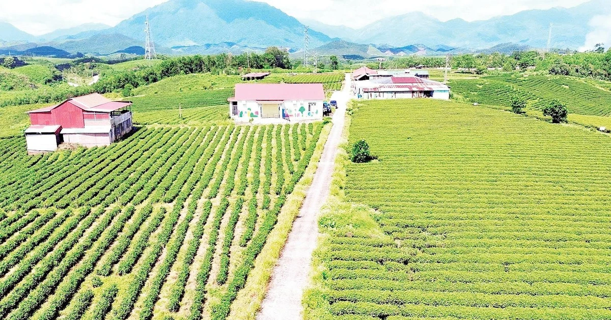 Tăng giá trị, chất lượng nông sản, tạo sinh kế bền vững