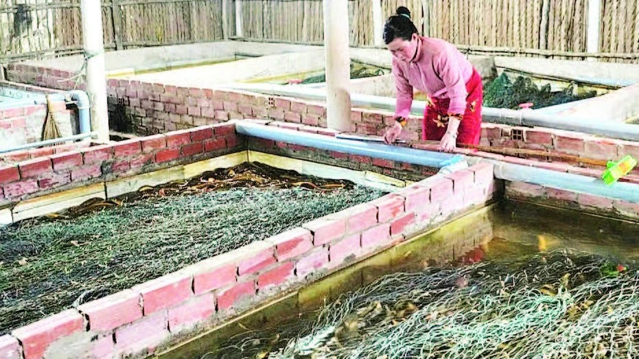 Cà Mau “giải cứu” lươn nuôi rớt giá