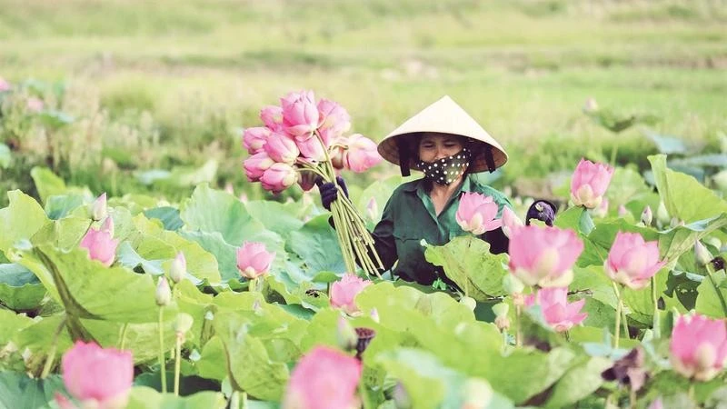 Phát huy giá trị cây sen trên quê Bác