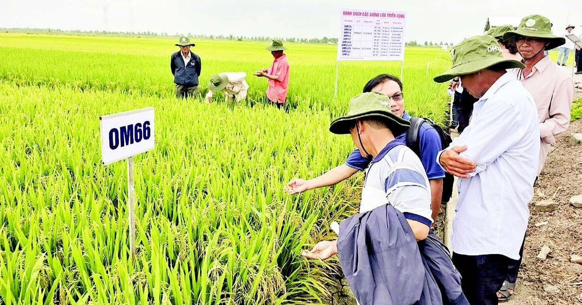 Kỳ vọng bứt phá cho hạt gạo từ những giống lúa mới