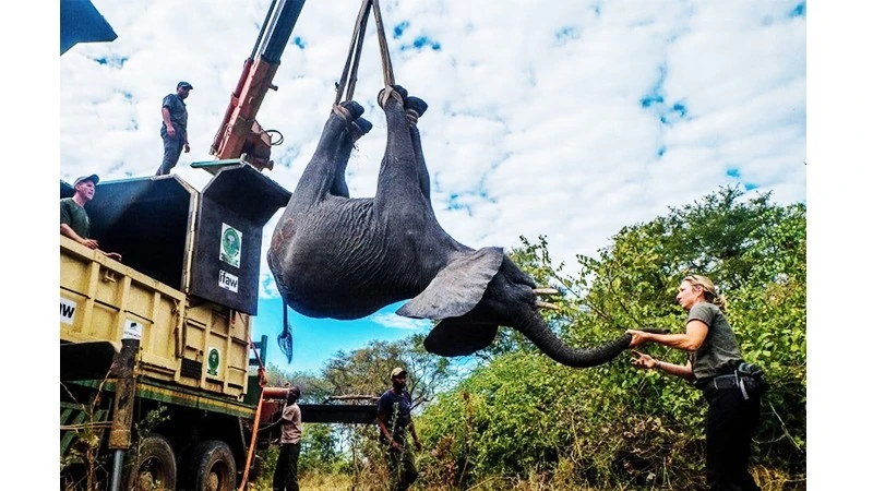 Zimbabwe bảo tồn động vật hoang dã | Báo Nhân Dân điện tử