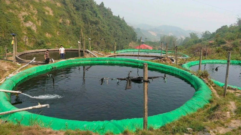 Nuôi cá nước lạnh ở Mường Hum