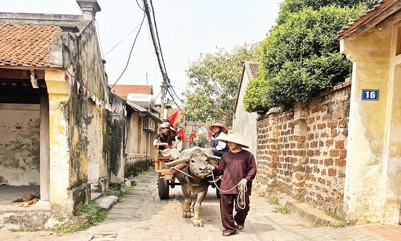 Mới lạ dịch vụ xe trâu khám phá làng cổ Đường Lâm