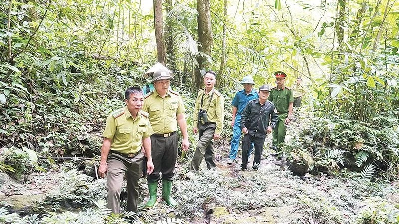 Giữ màu xanh những cánh rừng nguyên sinh